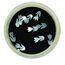 Nail art shell leaf Flower 1